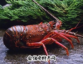 东山龙虾