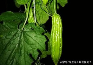 苦瓜种植管理技术与主要步骤(苦瓜种植技术要点)