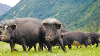 院企合作推进藏香猪产业