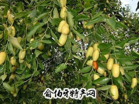 繁昌长枣