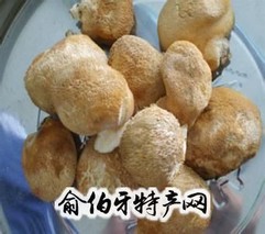 临潭猴头菇