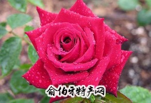 玫瑰花