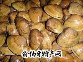 莱阳五龙河河蚬