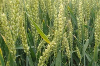冬小麦主要分布在哪里？冬小麦和春小麦有什么区别？