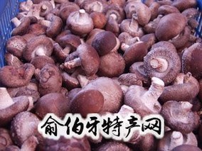 红庙子乡香菇