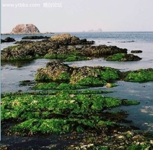 崆峒岛刺参