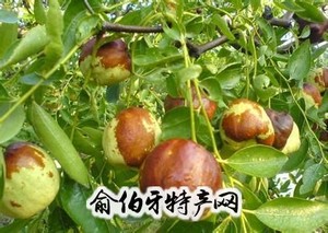 桐柏大枣