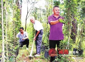 打造果桑基地又搞林下经济 渝北这个村脱贫致富有措施有成效