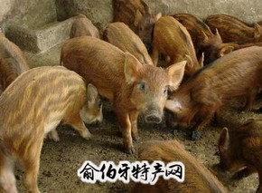 秦巴野猪肉