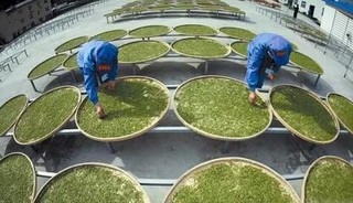 祁门红茶的采制加工