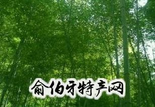 瑞昌小山竹