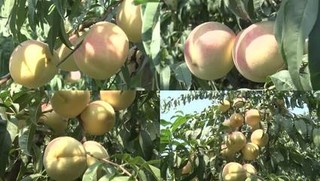 桃子怎么分公桃母桃？桃子可以带皮吃吗？