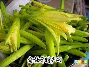 沽源黄花菜