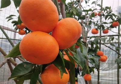 明日见柑橘什么时候成熟？有什么缺点？