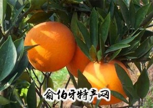 秭归桃叶橙