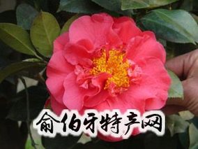 香港茶花(红山茶)