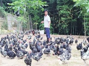 印江土家族贫困户抱团养殖贵妃鸡