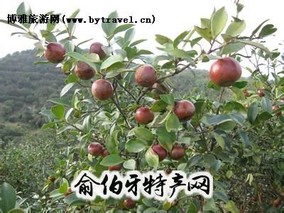 桂阳油茶