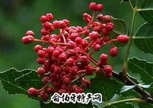 莱芜花椒