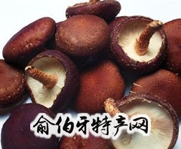 夏邑食用菌