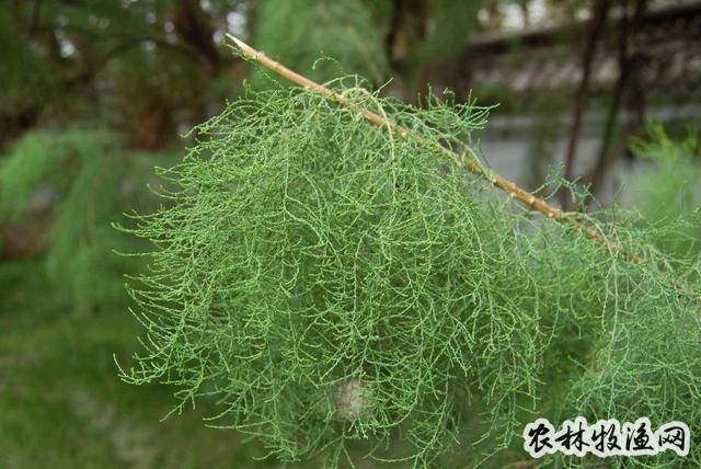 【植物形态】水柏枝落叶灌木,高1～2米.