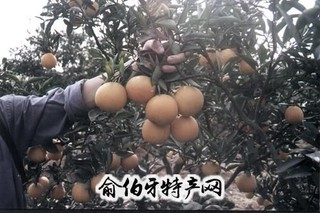 统景梨橙