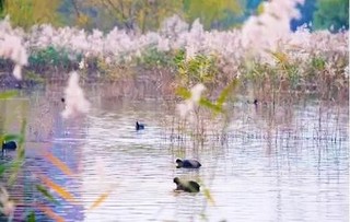 北京顺义湿地保护鸟类新增多种