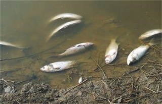池塘鱼类安全越冬方面行之有效的经验和措施