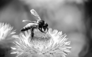 人工养蜂重在繁育管理