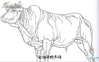 牛、羊系列产品