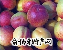 合水曹杏