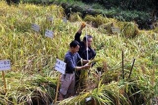 三江大糯