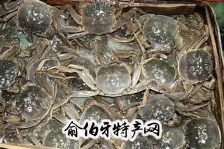 骆马湖螃蟹