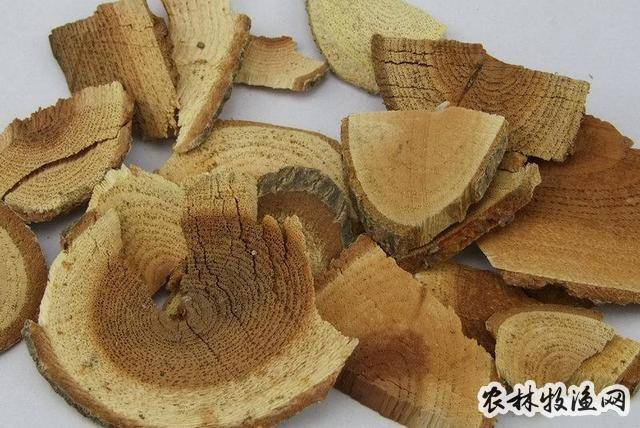 雷公藤_中草药