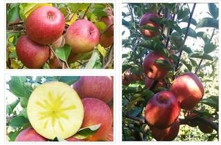 7月成熟苹果品种介绍