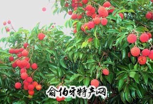 隆安荔枝