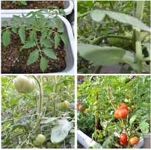 番茄几月种？几月收获？
