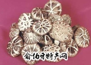 香菇菌丝