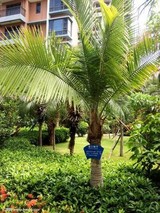椰子是什么植物？