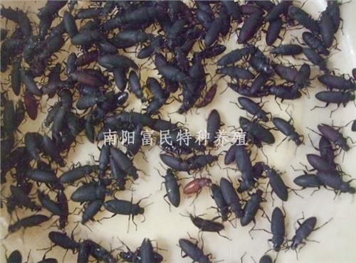 面包虫成虫吃什么？