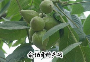 核桃楸