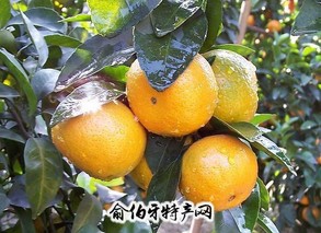 黄岩蜜桔