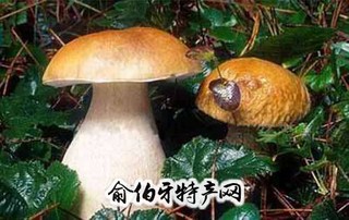 峨山牛肝菌