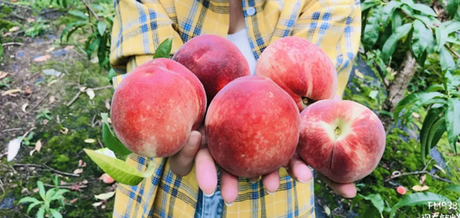 桃子什么季节成熟？