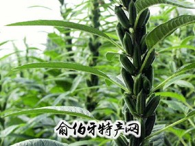 新县芝麻